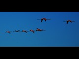 02-Flamingos--in-Flight-